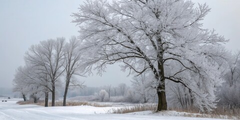 Winter landscape featuring frost-covered trees on a snowy plain