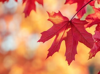 Fototapeta premium Close up of red maple leaves in autumn with bright orange and yellow background bokeh effect