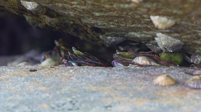 A cluster of Purple rock crabs, (Leptograpsus variegatus) shelter between two rocks, surrounded by limpets and barnacles in an intertidal ecosystem, close up shot.
