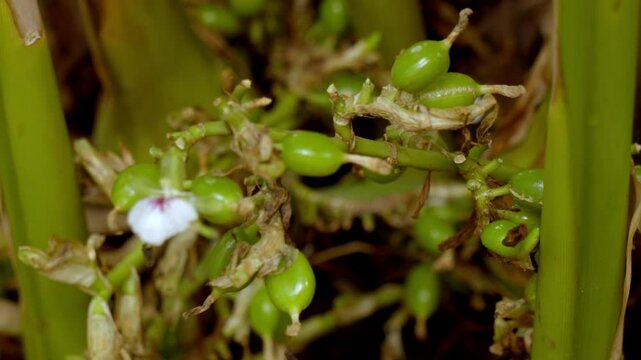Cardamom plant with unripe seed, cardamon or cardamum plant,unripe seed,flowers and cardamon branches, plant stem of the cardamom