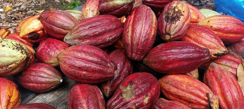  Cocoa fruits or   Cocoa pods  (Theobroma cacao)&nbsp;
