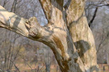 サルスベリ　木肌