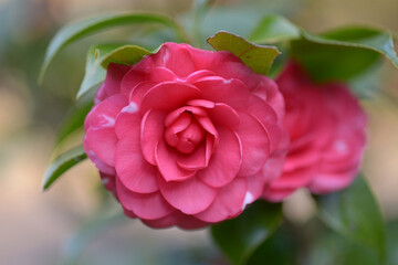 菊冬至　ツバキ