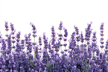 Naklejka premium lavender border, isolated on white background