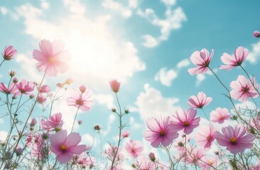 Naklejka premium Dreamy Cosmos Flowers Against a Bright Sky on a Sunny Day Serenity