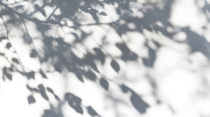 Abstract Shadow of Natural Tree Leaves on a White Wall Background, Aesthetic Visual for Decor or Inspiring Imagery