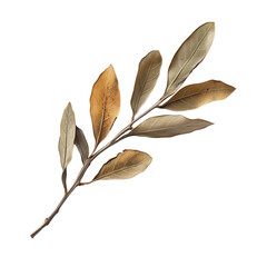 Obraz premium Olive leaves isolated on white