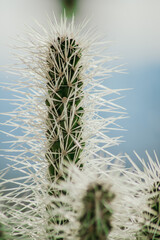 Obraz premium Cactus 