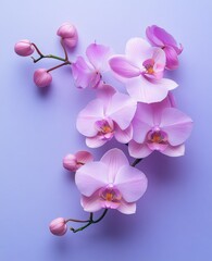 pink climbing orchid flowers on a light purple background