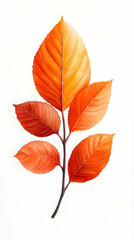 Obraz premium Autumn leaves branch, vibrant orange foliage, white background, nature illustration, perfect for fall designs