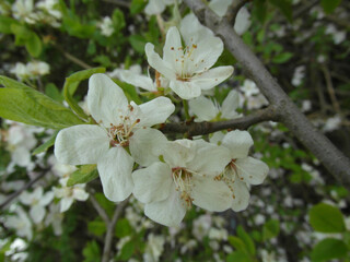 apple blossom close-up 