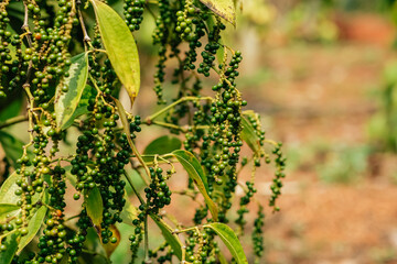 Hand of owner garden showing fresh peppercorns on pepper tree,  ready to harvest on nest tree. Harvest black pepper. Fresh growing unripe peppercorns.