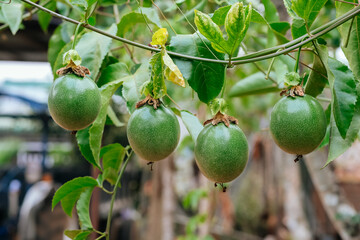 Hand of owner garden showing fresh peppercorns on pepper tree,  ready to harvest on nest tree. Harvest black pepper. Fresh growing unripe peppercorns.