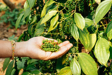 Hand of owner garden showing fresh peppercorns on pepper tree,  ready to harvest on nest tree. Harvest black pepper. Fresh growing unripe peppercorns.
