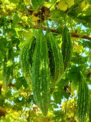 bitter melon in the garden