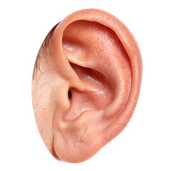 Close Up Of A Human Ear Isolated On Transparent Or White Background, Png Cut Out