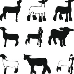 Show Lamb Bundle Vector, Market Lamb Icons Silhouette, Livestock Show SVG, Show Sheep Illustration