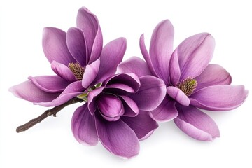 Purple magnolia blossoms isolated on white background, springtime bloom, design element