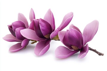 Purple magnolia blossoms branch, studio shot, white background, spring floral design