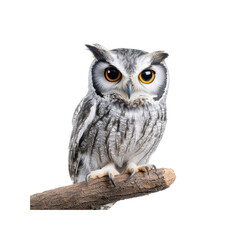 Majestic Spectacled Owl Perched on Branch