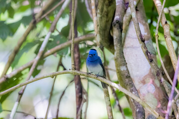 The Black-naped Monarch in nature