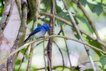 The Black-naped Monarch in nature