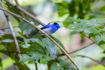 Fototapeta premium The Black-naped Monarch in nature