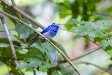 The Black-naped Monarch in nature