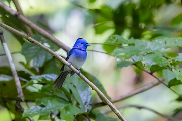 The Black-naped Monarch in nature