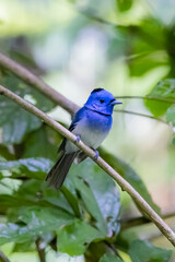 The Black-naped Monarch in nature