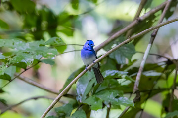 Fototapeta premium The Black-naped Monarch in nature