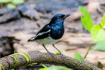 Fototapeta premium The Oriental magpie robin on a branch