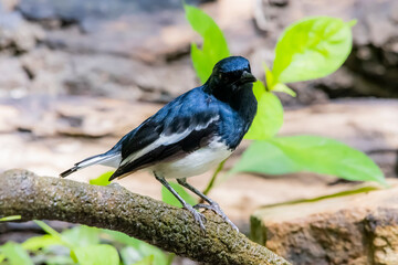 Obraz premium The Oriental magpie robin on a branch