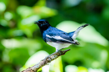 The Oriental magpie robin on a branch