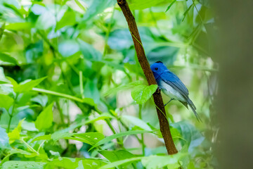 The Black-naped Monarch in nature