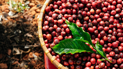 Coffee red bean in farm, ripe coffee. Fresh red and green coffee beans.