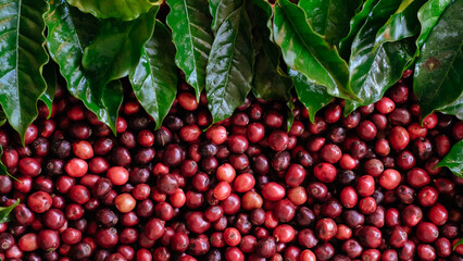 Coffee red bean in farm, ripe coffee. Fresh red and green coffee beans.