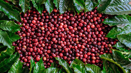 Coffee red bean in farm, ripe coffee. Fresh red and green coffee beans.
