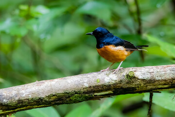 White-rumped shama on a branch