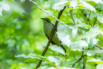 The Plaintive Cuckoo on a branch in nature