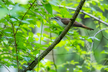 The Plaintive Cuckoo on a branch in nature
