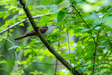 The Plaintive Cuckoo on a branch in nature