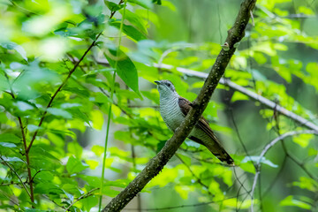 The Plaintive Cuckoo on a branch in nature