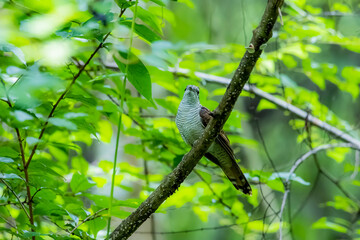 The Plaintive Cuckoo on a branch in nature