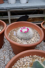 The cactus in the garden