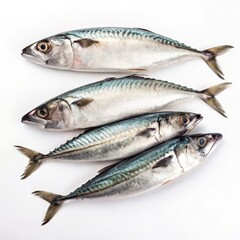 Four Mackerel Fish Composition Overhead View, Seafood, White Background Seafood, Mackerel