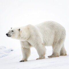 Naklejka premium Majestic Polar Bear in Winter Landscape Side Profile, White Fur, Arctic Wilderness, Wildlife Photography Polar bear, Arctic wildlife
