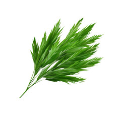 Fototapeta premium Lush Green Palm Fronds Isolated on White Background