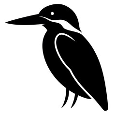 black and white bird