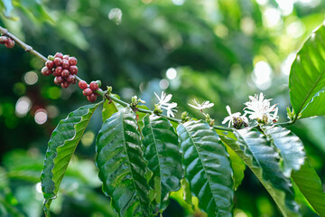 The beauty of coffee flower